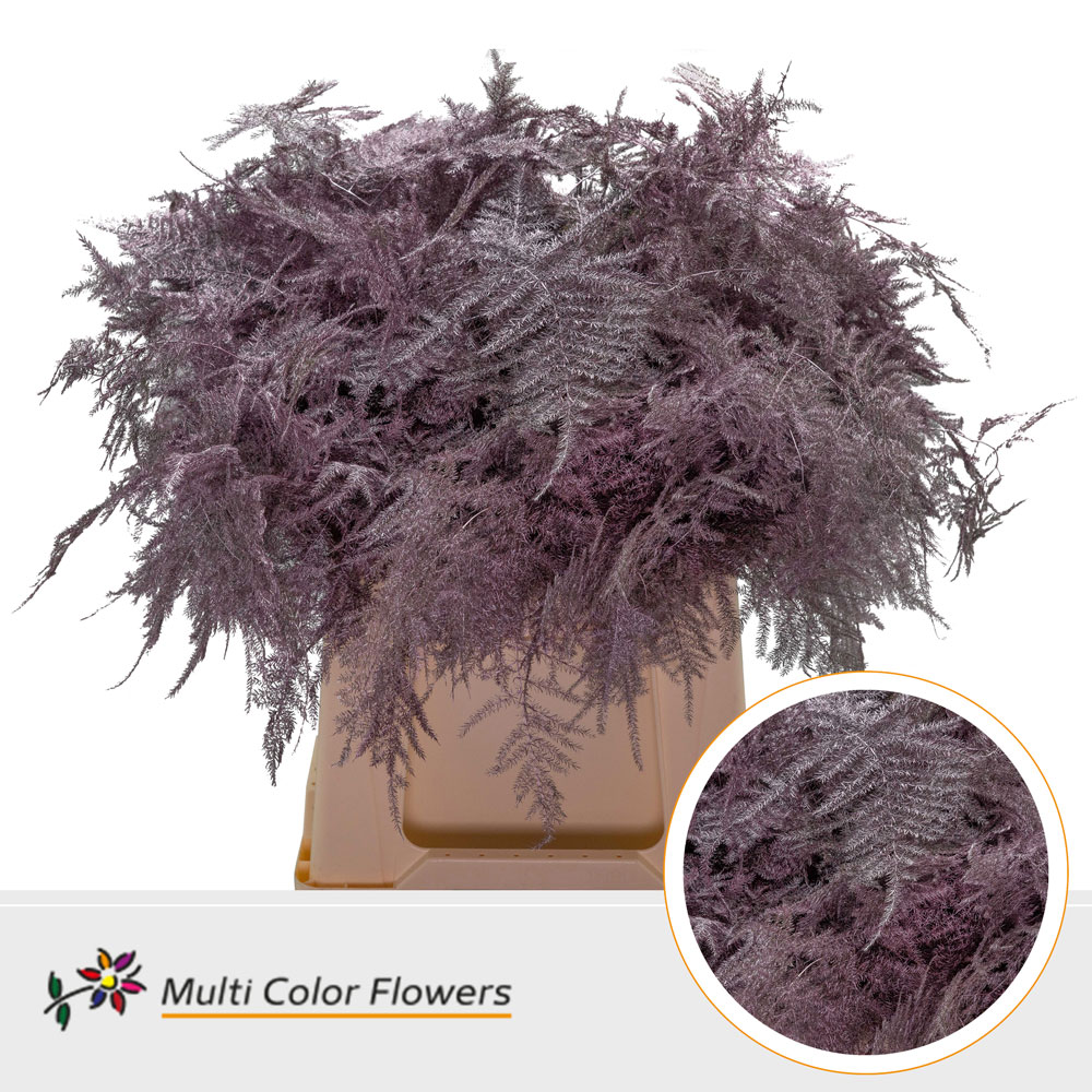 Asparagus Fern Dyed Rose Gold