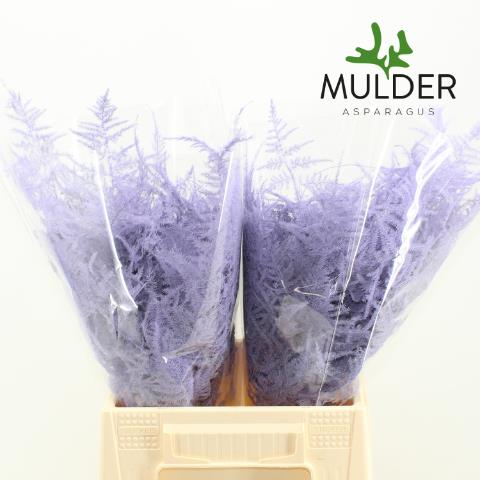 Asparagus Fern Dyed Violet (Pale)