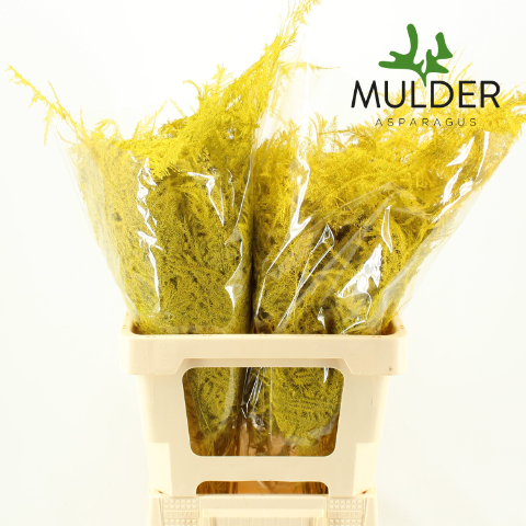 Asparagus Fern Dyed Yellow