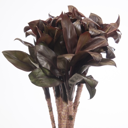 Dracaena Purple Compacta