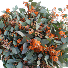 Eucalyptus Populus With Berries Dyed Orange