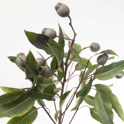 Eucalyptus Robusta Gigantum