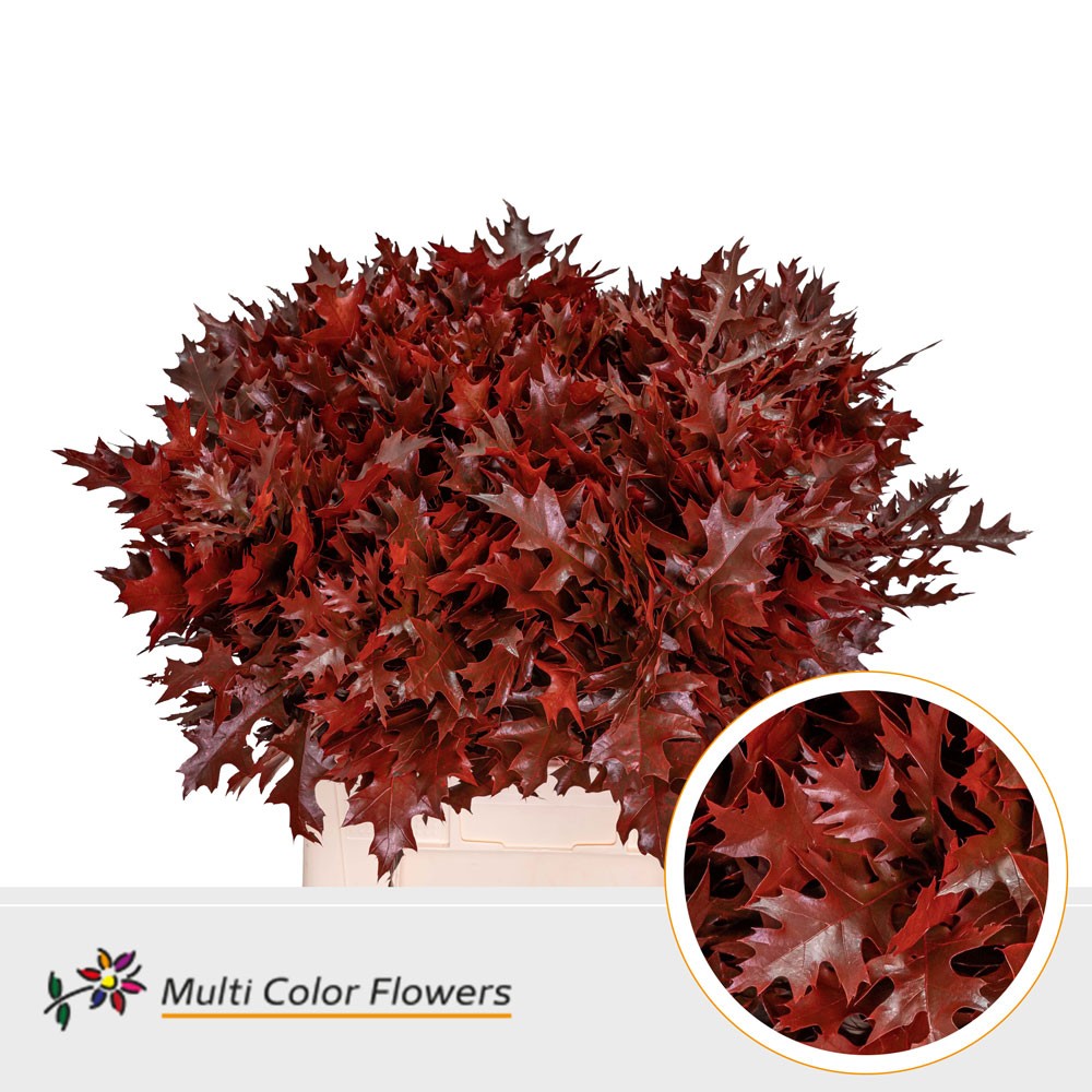 Oak Leaves Palastrus dyed Bordeaux