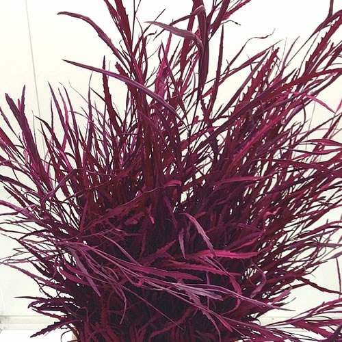 GREVILLEA DYED CERISE