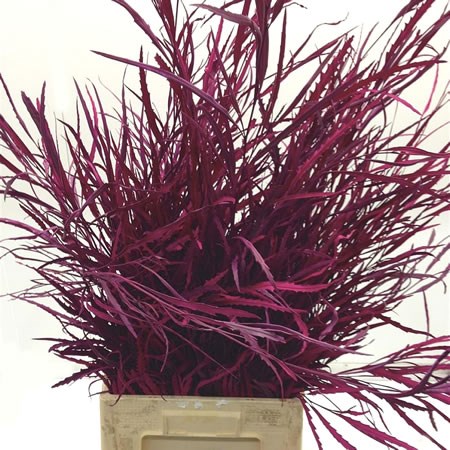 GREVILLEA DYED CERISE