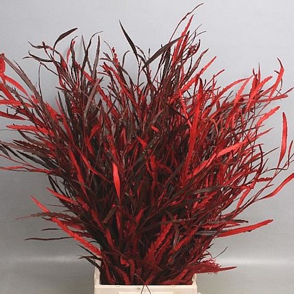 GREVILLEA DYED RED