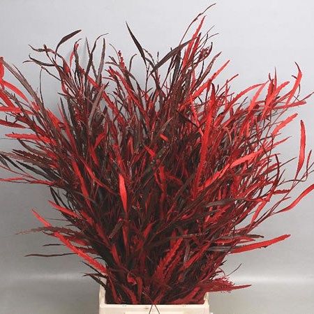 GREVILLEA DYED RED