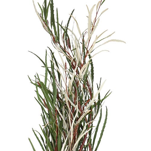GREVILLEA (FINE)