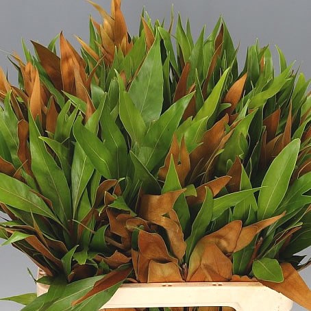 GREVILLEA GOLD BAILEYANA