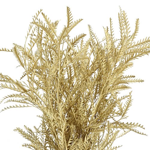 GREVILLEA IVANHOE DYED METALLIC GOLD