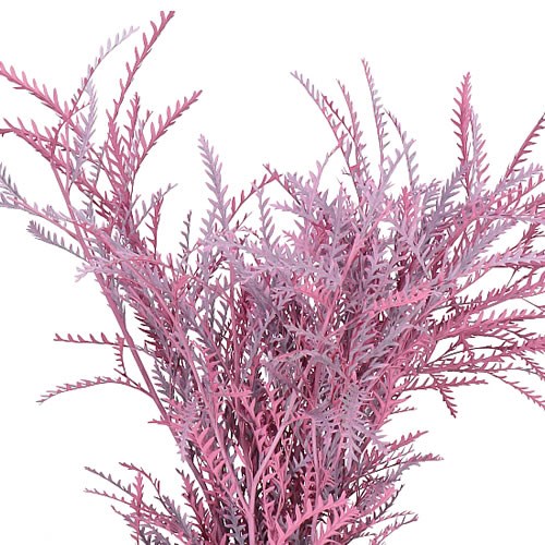 GREVILLEA IVANHOE DYED PINK