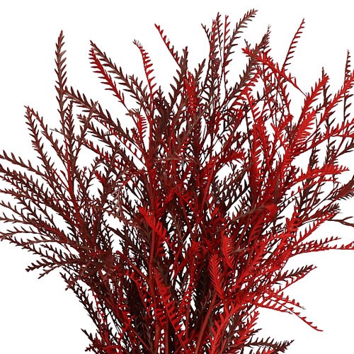 GREVILLEA IVANHOE DYED RED