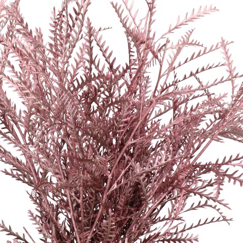 GREVILLEA IVANHOE DYED ROSE GOLD