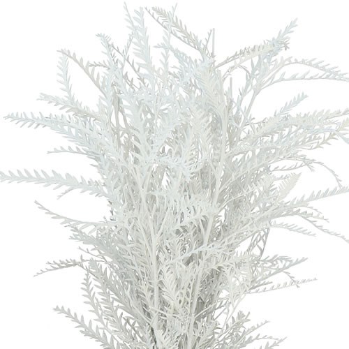 GREVILLEA IVANHOE DYED WHITE