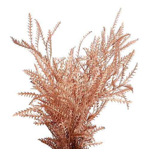 GREVILLEA IVANHOE DYED METALLIC COPPER