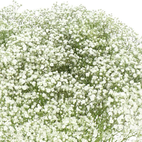 GYPSOPHILA BEAUTY BRIDE
