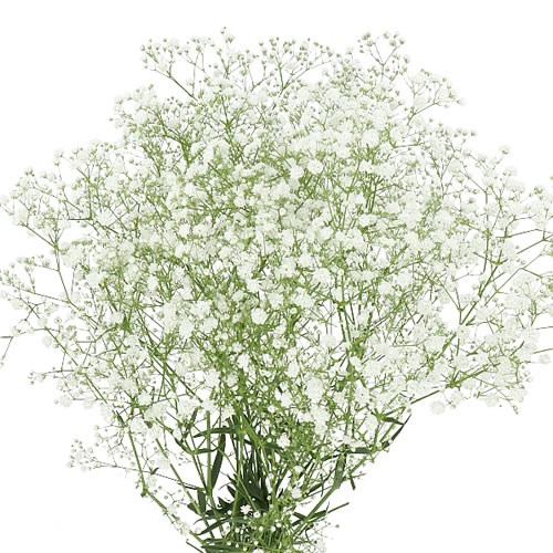 GYPSOPHILA COSMIC