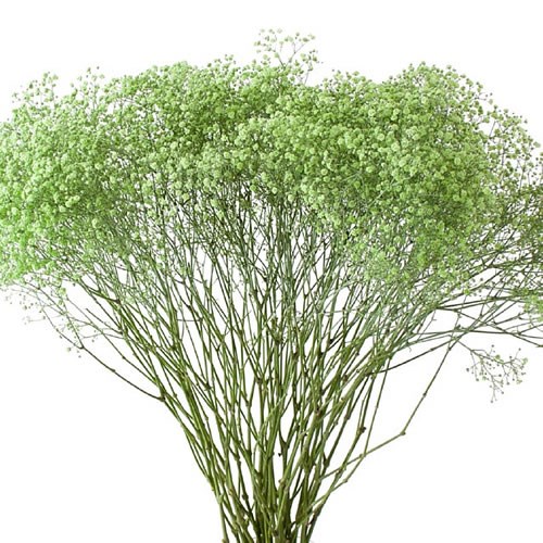 GYPSOPHILA DYED GREEN