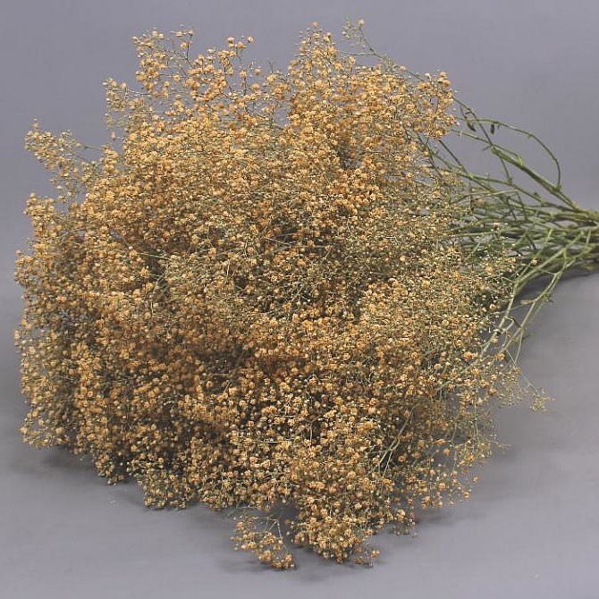 GYPSOPHILA DYED APRICOT