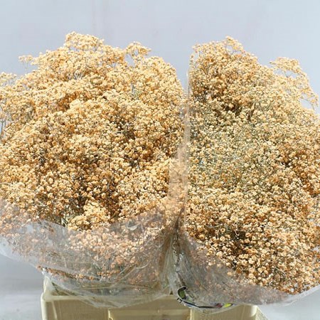 GYPSOPHILA DYED APRICOT