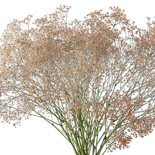 GYPSOPHILA DYED  APRICOT