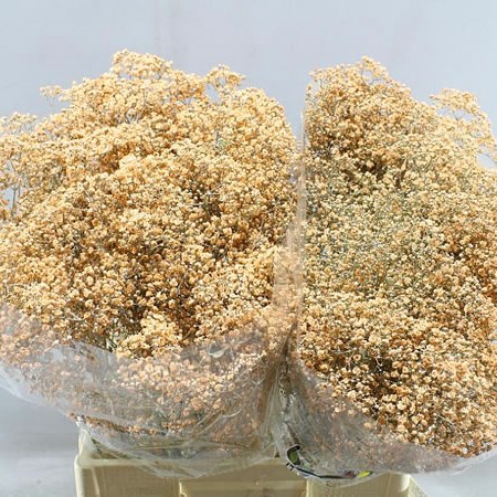GYPSOPHILA DYED APRICOT