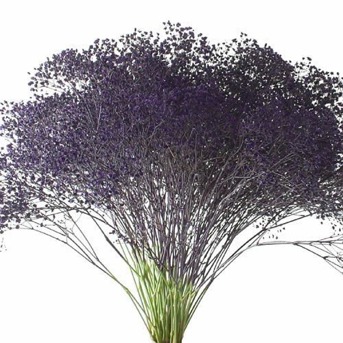 GYPSOPHILA DYED AUBERGINE