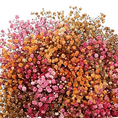 GYPSOPHILA DYED AUTUMN (LARGE HEADED)