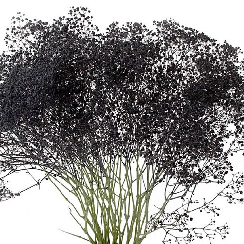 GYPSOPHILA DYED BLACK