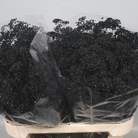 GYPSOPHILA DYED BLACK