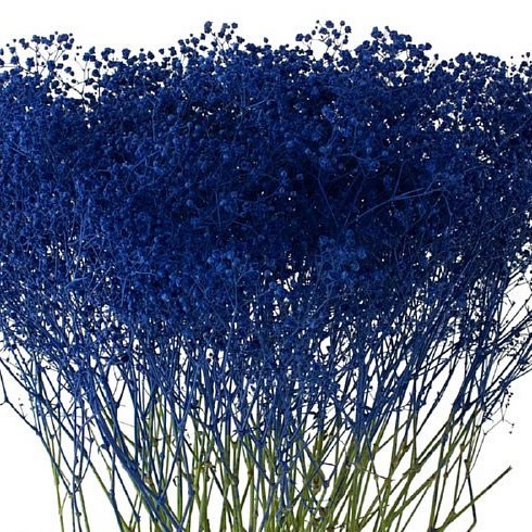 GYPSOPHILA DYED DARK BLUE