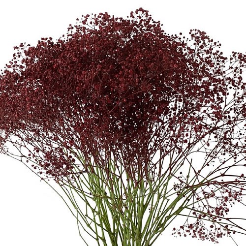 GYPSOPHILA DYED BURGUNDY
