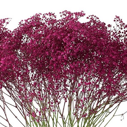 GYPSOPHILA DYED CERISE