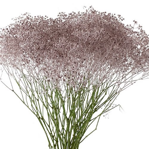 GYPSOPHILA DYED CHAMPAGNE