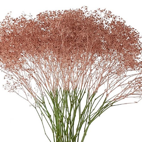 GYPSOPHILA DYED COPPER