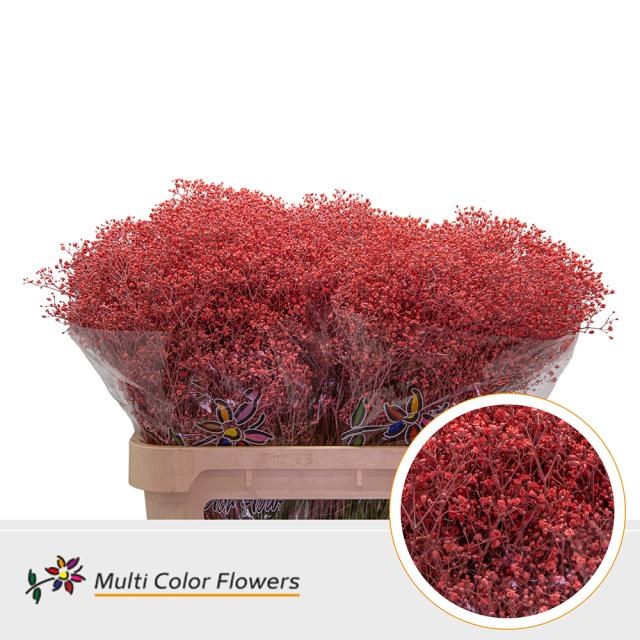 GYPSOPHILA DYED CORAL