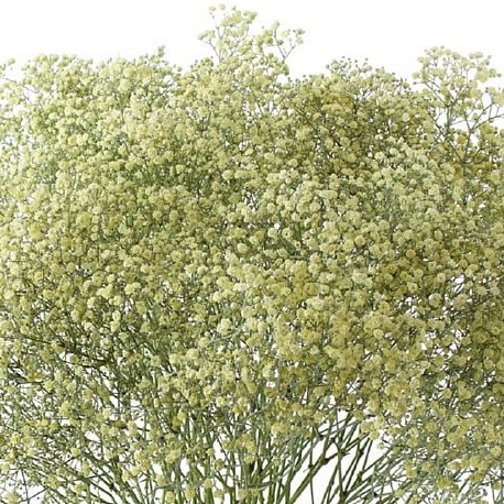 GYPSOPHILA DYED CREAM