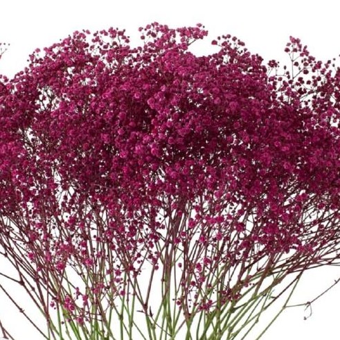 GYPSOPHILA DYED ERICA