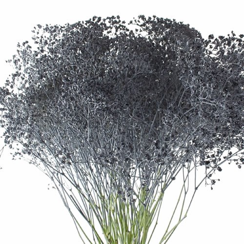 GYPSOPHILA DYED GREY