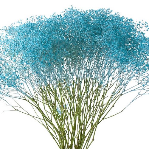 GYPSOPHILA DYED LIGHT BLUE