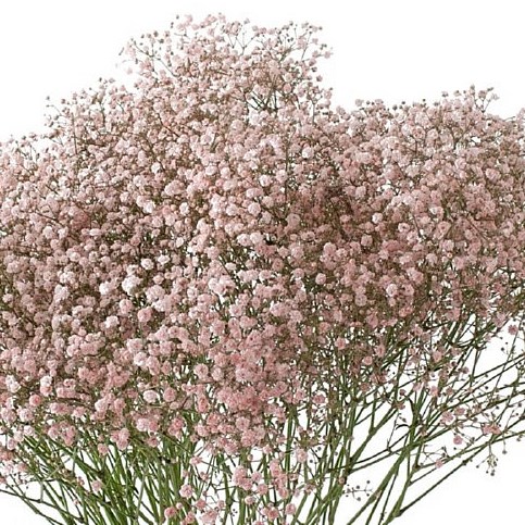 GYPSOPHILA DYED LIGHT PINK