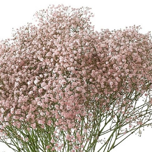 GYPSOPHILA DYED LIGHT PINK