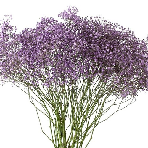 GYPSOPHILA DYED LILAC