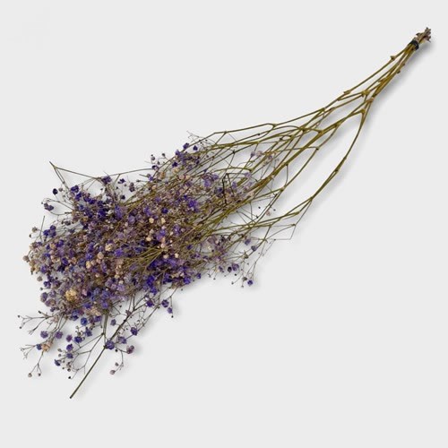 Gypsophila Dyed Lilac (Dried)