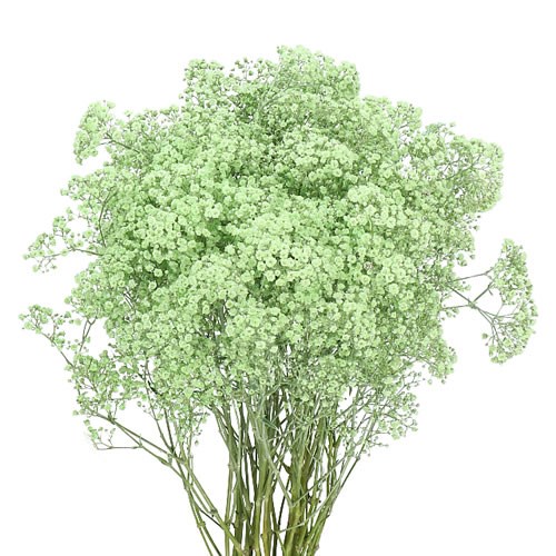 GYPSOPHILA DYED MINT GREEN