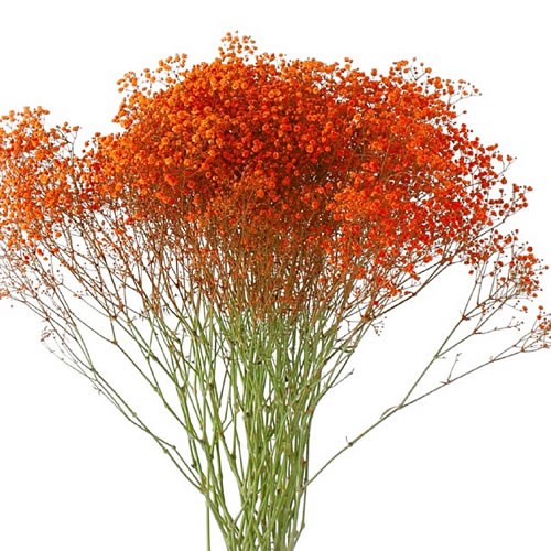 GYPSOPHILA DYED ORANGE