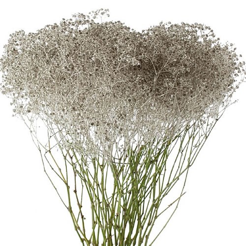 GYPSOPHILA DYED PLATINA