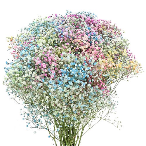 GYPSOPHILA DYED RAINBOW