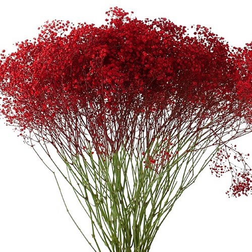GYPSOPHILA DYED RED