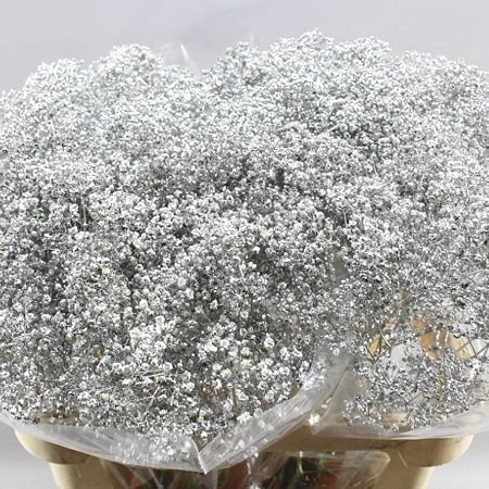 GYPSOPHILA DYED SILVER